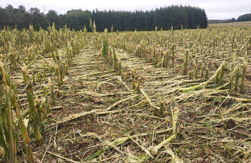 Polehlý porost po nejsilnějším krupobití v jižních Čechách
